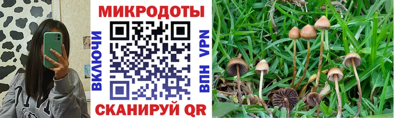 Галлюциногенные грибы Psilocybine cubensis Екатеринбург